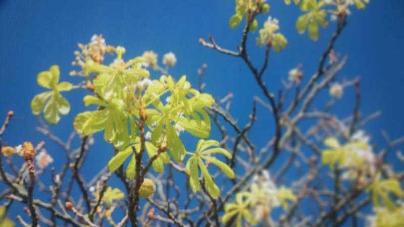 Аномальна осінь: в жовтні у Луцьку цвітуть каштани