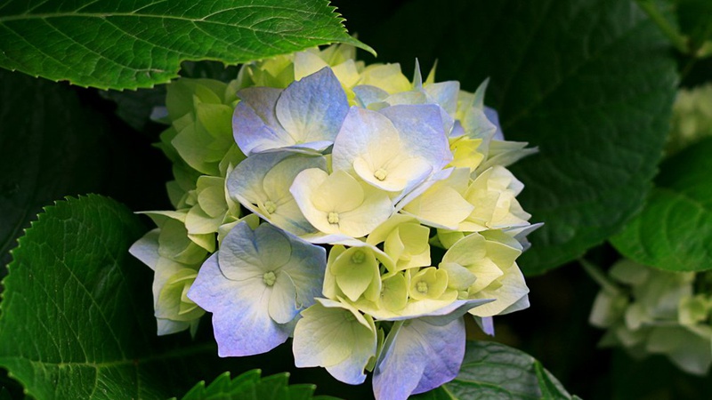 Які країни ЄС не визнають українських сертифікатів про щеплення від ковіду?