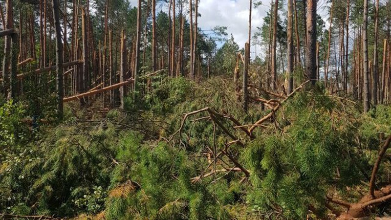 На Волині буревій повалив більше 30 гектарів лісу