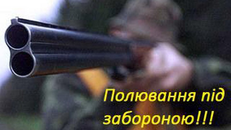 За вересень на Волині браконьєри застрелили червонокнижних зубра, оленя та лося