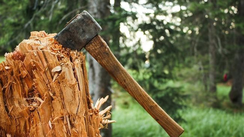 Волинянин заплатить штраф за п’ять зрубаних сосен