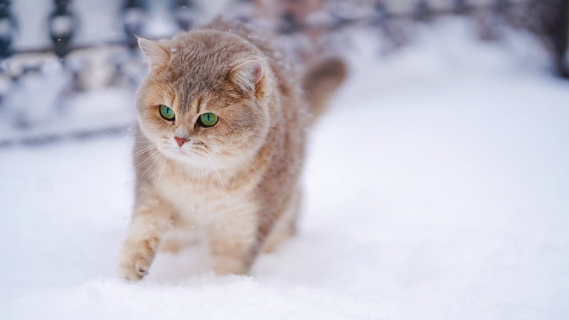 Ожеледиця, місцями опади: прогноз погоди на 9 січня