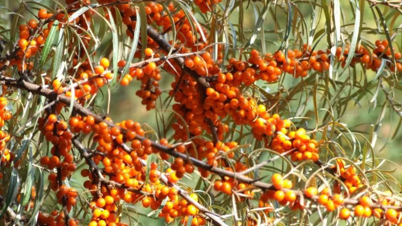 На Волині планують висадити 50 га обліпихи