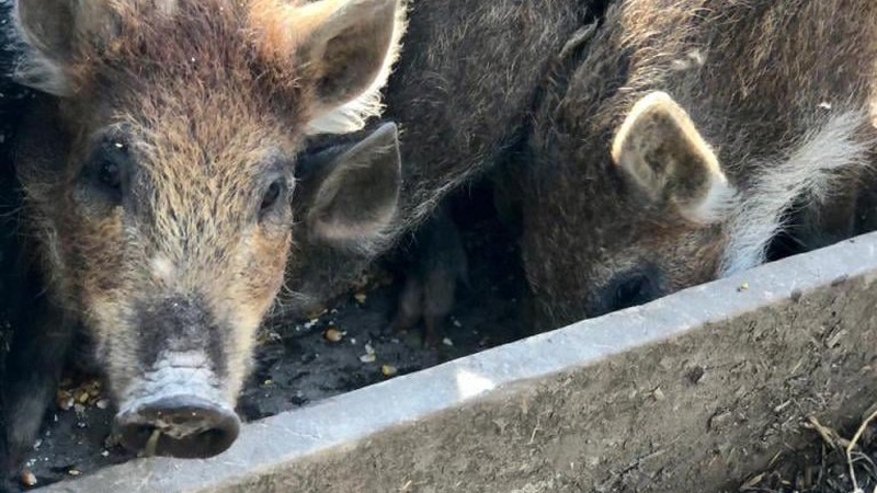У лісі на Волині облаштували вольєр для диких кабанчиків