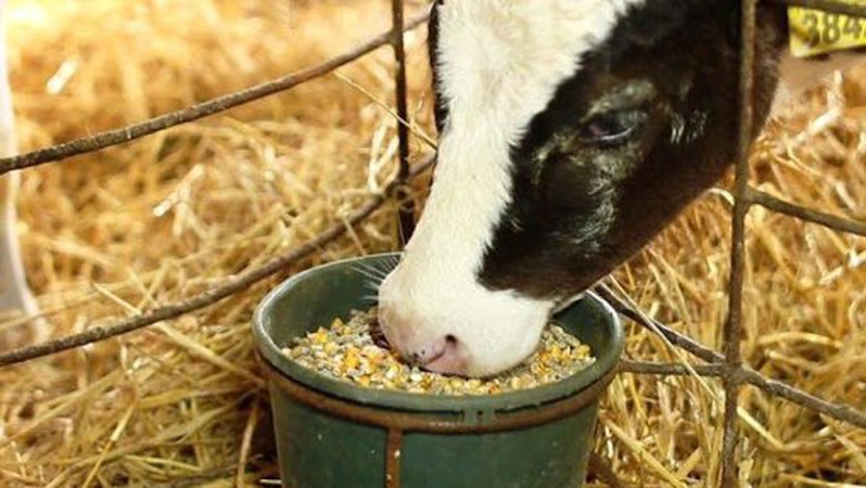 В Україні піднімуть штрафи за порушення реєстрації сільгосптварин