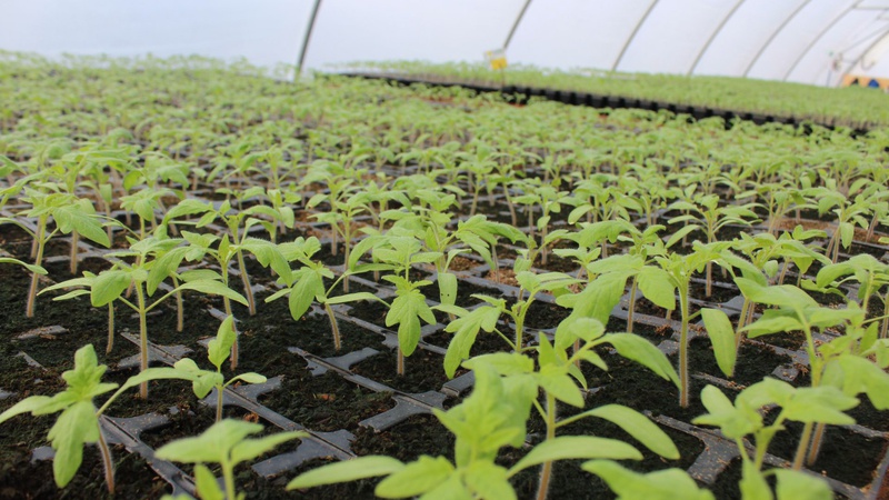 На Волині створили нове тепличне господарство завдяки гранту. ФОТО