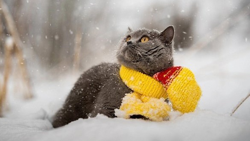 Сніг після дощу: на Волині прогнозують похолодання