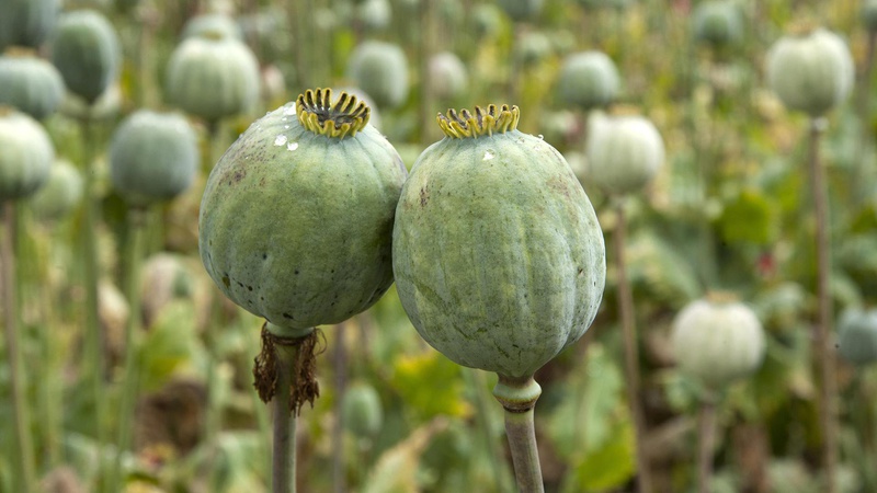 Волинянка вирощувала мак «на пироги», а втрапила в кримінал