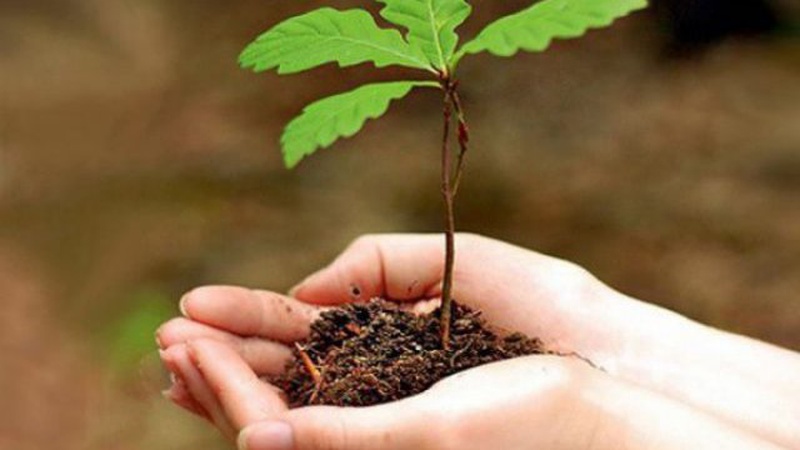 На Волині триває осіння посадка лісу