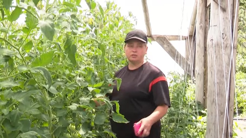 Родина з Волині зробила бізнес на вирощуванні овочів