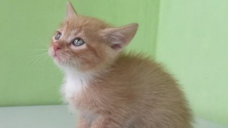 У Луцьку суд оштрафував чоловіка за викинуте у смітник кошеня