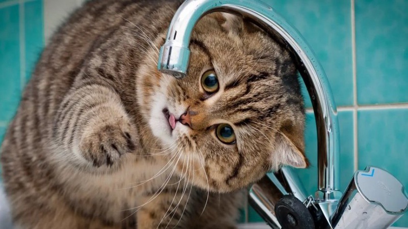 Упродовж місяця в кількох районах Луцька будуть перебої з водопостачанням