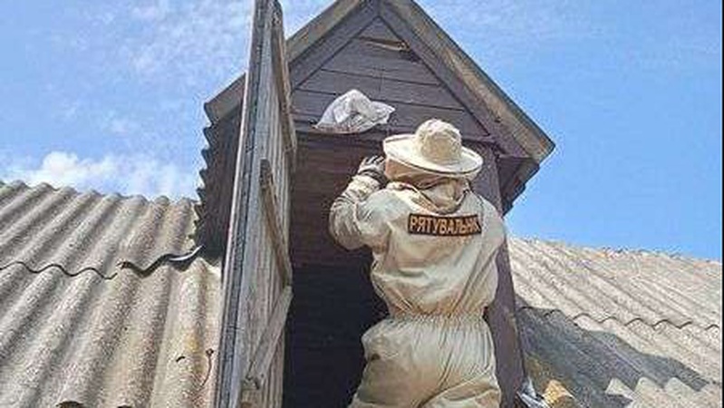 Волинські рятувальники ліквідували гнізда шершнів та врятували пса