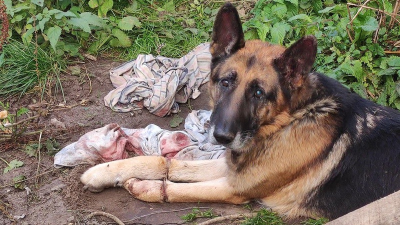До 8 років тюрми «світить» волинянці, яка до смерті замордувала німецьку вівчарку