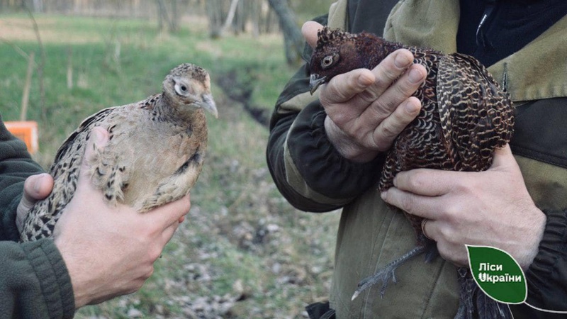 Вирощених на Волині фазанів випустили в дику природу