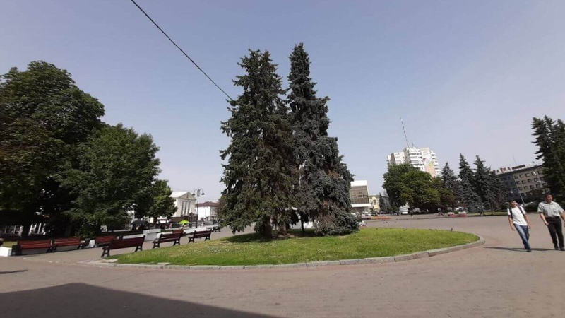 У Луцьку зафіксували загибель ялинок. ФОТО