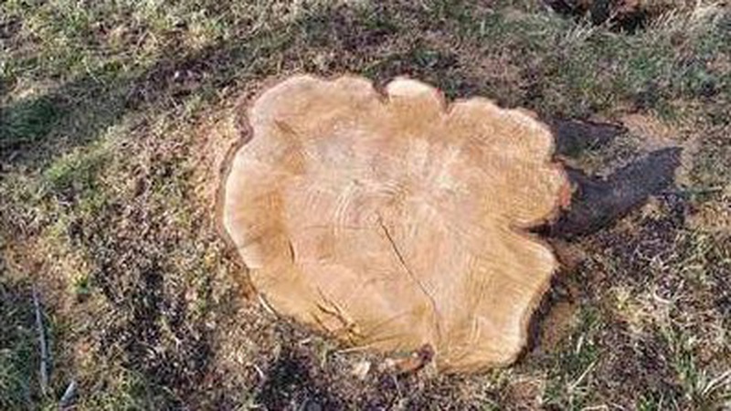 На Волині лісокради зрубали шість дерев.ФОТО