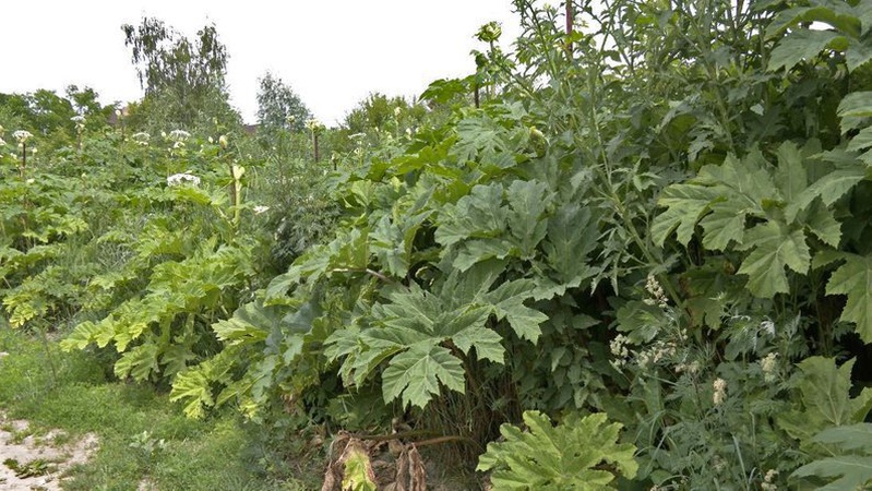 На Волині росте майже 90 гектарів борщівника: як з ним борються у громадах