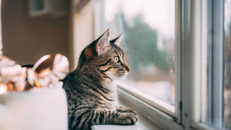 Хмарно з проясненнями: прогноз погоди на 26 лютого