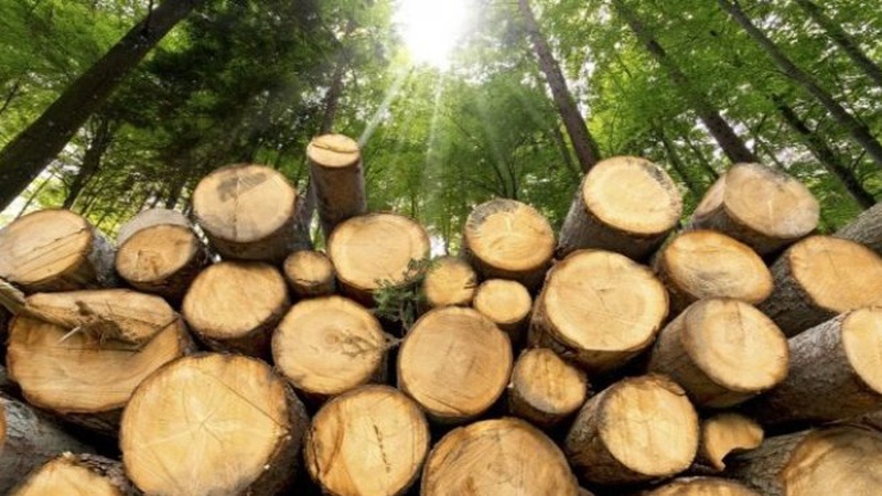 За незаконну порубку дубів волинянину світить 4 роки в’язниці