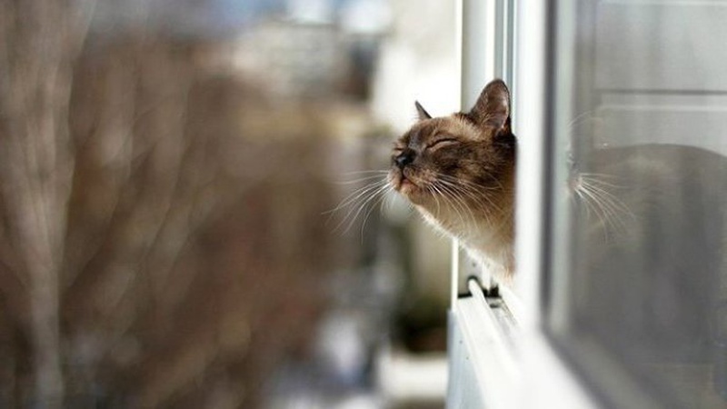 Синоптик пояснила, чому січень в Україні був аномально теплим