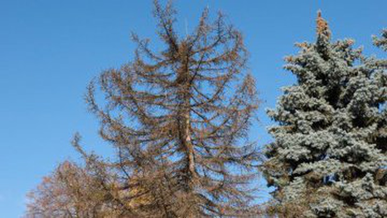 У Луцьку на Театральному майдані зріжуть дерева. ФОТО