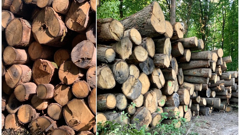 На Волині виявили 870 колод незаконно зрубаних дубів: що з ними зробили. ФОТО
