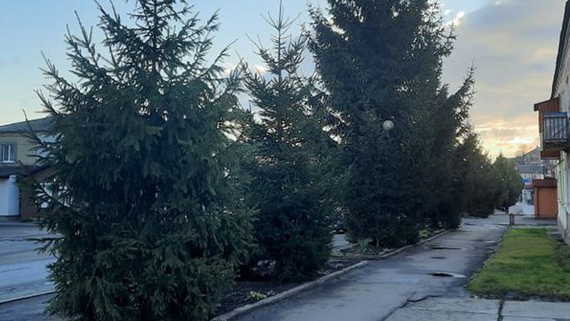 Горохівчан залучають до прикрашання ялинок