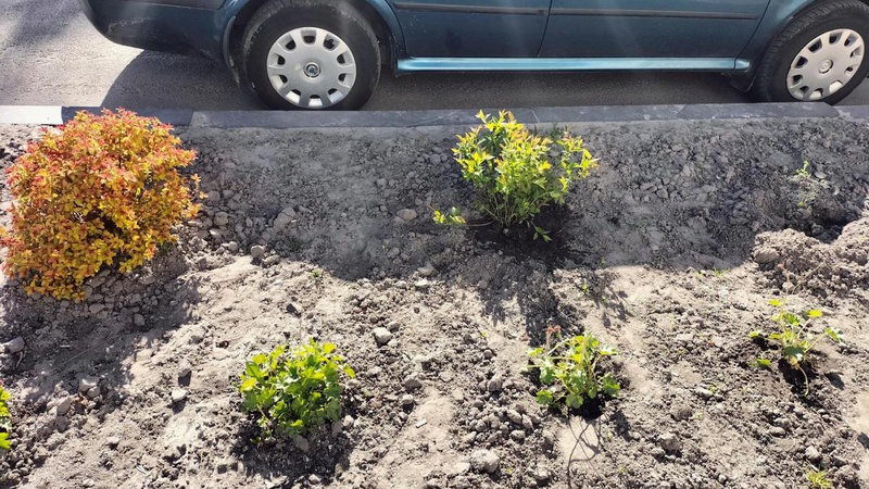 У Рожищі на клумбі викрали кущі спіреї