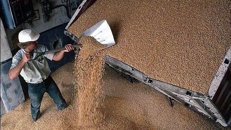 Українці перестали бути нацією гречкосіїв – голова Асоціації гречки