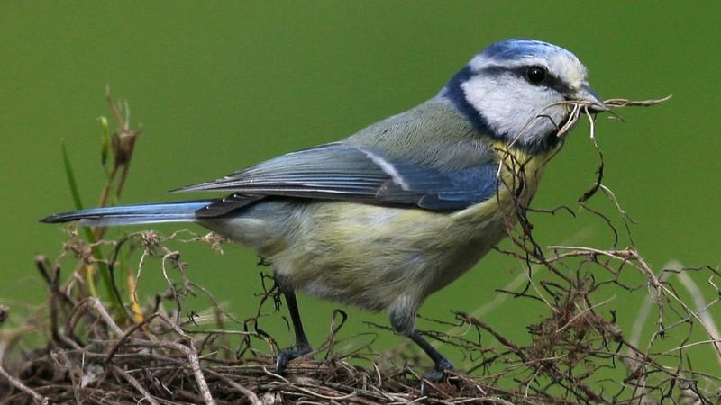 Майже літо: перед вихідними в Україну прийде 20-градусне тепло