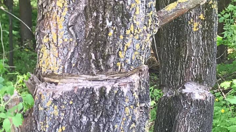 У Луцьку біля Стиру надрізали 28 дерев. ФОТО