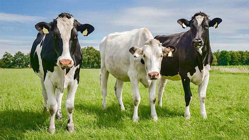 На двох волинських фермах виявили сказ великої рогатої худоби