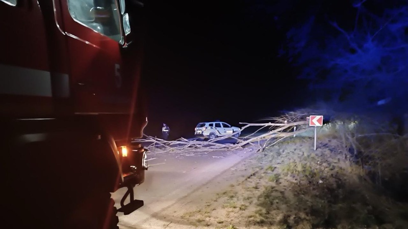 На Волині повалене через сильний вітер дерево перекрило дорогу