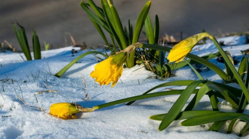 Погода в Україні 29 березня від Укргідрометцентру
