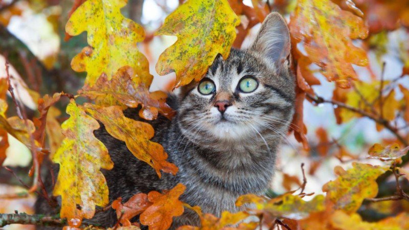 Погода в Україні 17 жовтня: де очікуються дощі