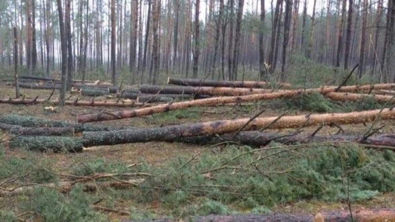 Двох волинян судитимуть за незаконні порубки дерев