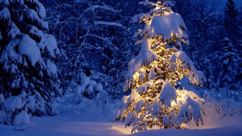 Чи врятують штучні ялинки лісовий фонд?