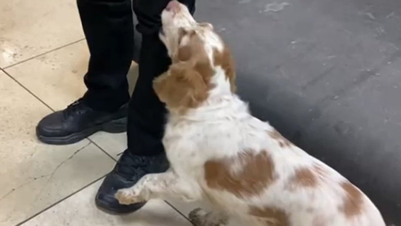 На «Ягодині» в шкарпетці волинянина собака винюхав три згортки наркотиків