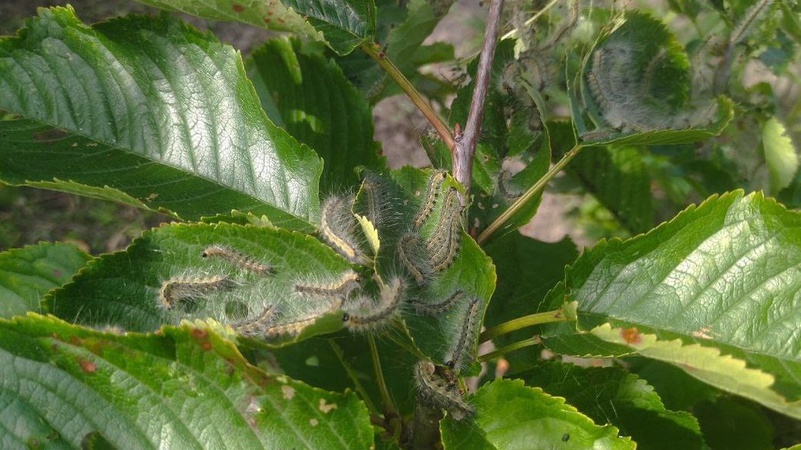 На Волині – карантин через шкідливого метелика