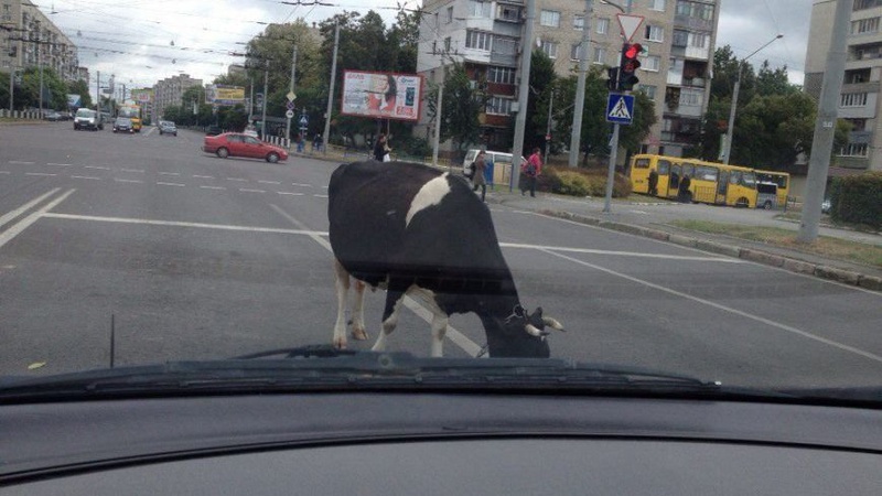 У Ковелі посеред дороги з причепа випала корова