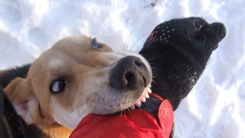 У Луцьку безпритульний пес напав на дитину