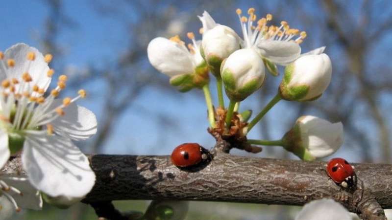Тепло та без опадів: прогноз погоди на 10 квітня