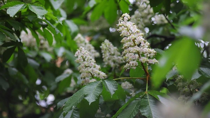 В Україні переважатиме суха погода, вдень до +23°