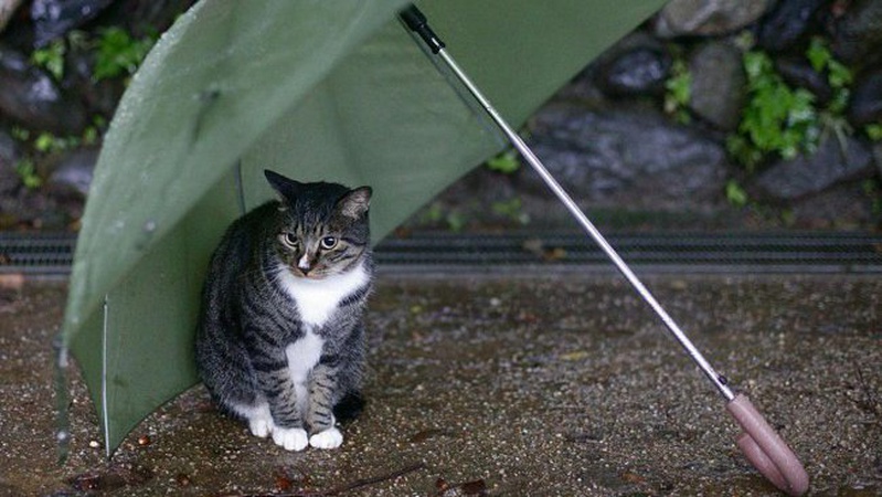 Дощі з грозою та шквальні вітри: які прогнози дають синоптики на сьогодні?