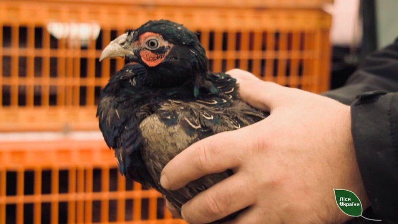 На Волині лісівники доглядають за 300 фазанами. ФОТО