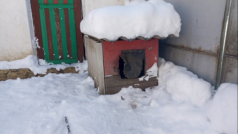 П’яний молодий волинянин зарізав собаку