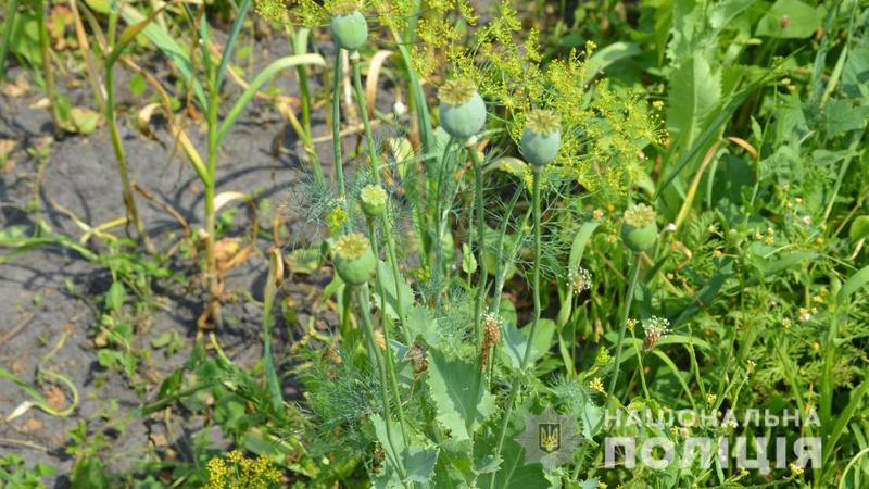 Поліцейські знищили мак на присадибній ділянці 23-річного волинянина