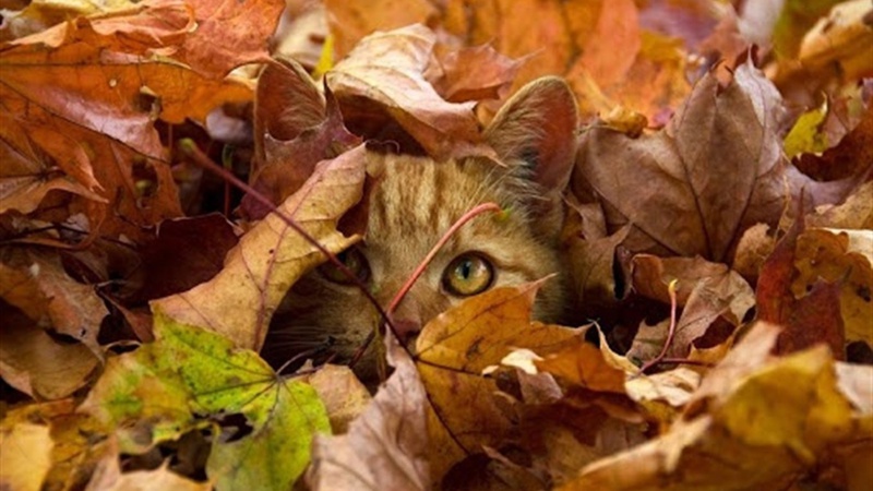 Якою буде погода в жовтні: прогноз Укргідрометцентру