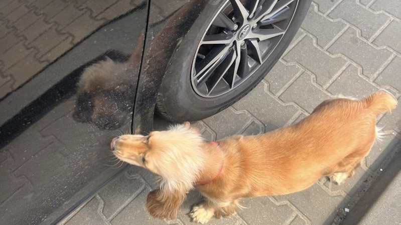 На МПП «Устилуг» службовий собака знайшов у водія наркотики